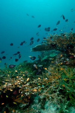 sualtı sahne okullaşma balık aceh Endonezya tüplü