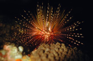 sea urchins aceh indonesia scuba diving clipart