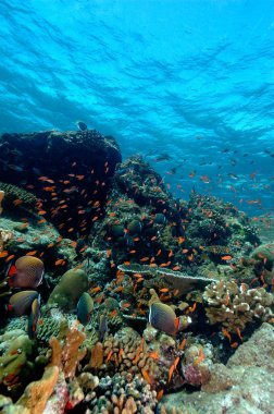 underwater scene schooling fish aceh indonesia scuba clipart