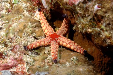pembe denizyıldızı aceh Endonezya tüplü dalış