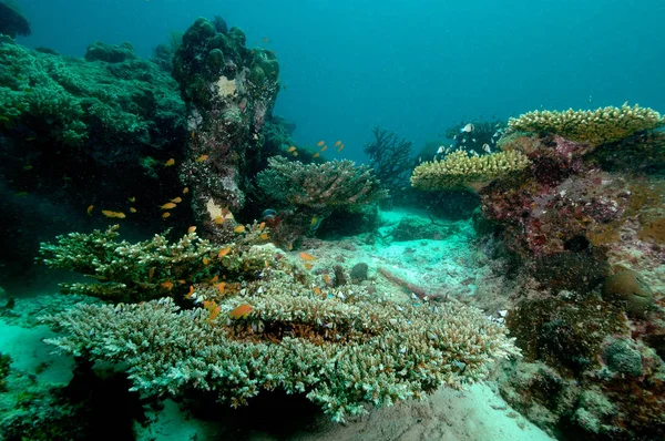 Podwodne scene szkoły ryb Acehu Indonezja scuba — Zdjęcie stockowe