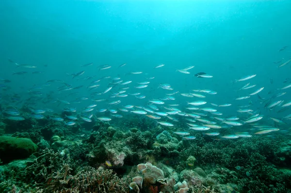 Underwater scene schooling fish aceh indonesia scuba — Stock Photo, Image