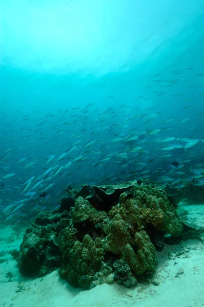 Underwater scene schooling fish aceh indonesia scuba — Stock Photo, Image