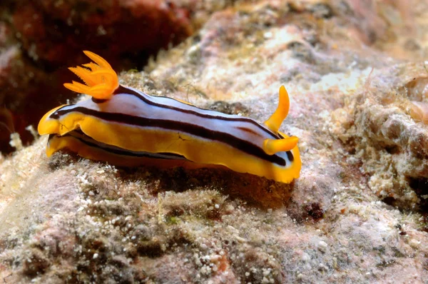 Nudibranca aceh indonesia immersioni subacquee gialle — Foto Stock