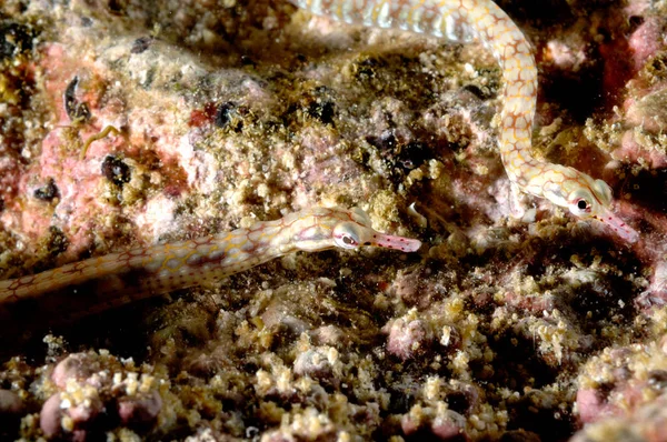 ejderha balık nadir aceh Endonezya tüplü dalış