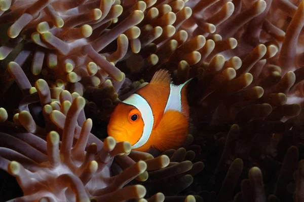 Ikan bersembunyi anemone aceh indonesia scuba diving — Stok Foto