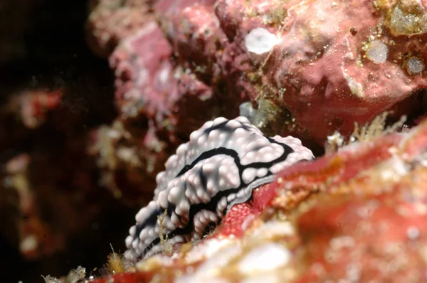 Nudibranch Ατσέ της Ινδονησίας καταδύσεις — Φωτογραφία Αρχείου