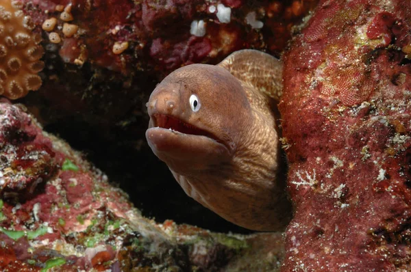 Murray eel aceh indonesia scuba diving — Stock Photo, Image