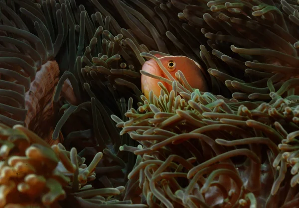 Fish hiding anemone aceh indonesia scuba diving — Stock Photo, Image