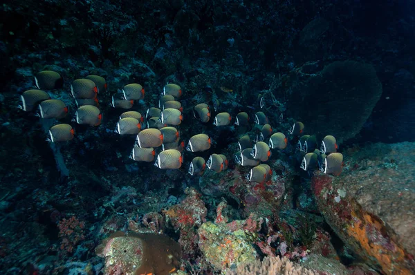 Underwater scene schooling fish aceh indonesia scuba dive Royalty Free Stock Photos