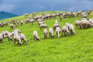 Yeşil bir çayırda otlayan koyunlar
