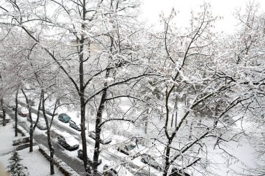 Kış parkında karlı ağaçlar