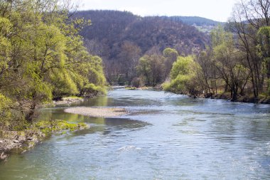 Güneşli bahar gününde nehrin kıyısındaki ağaçlar