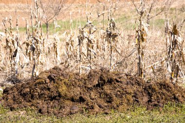Kırsaldaki tarlada gübre.