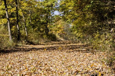 Sonbahar altın parkı manzarası