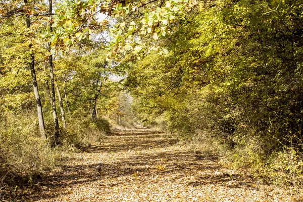 Sonbahar altın parkı manzarası
