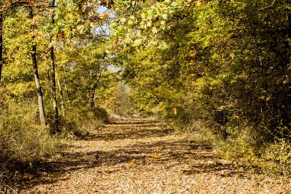 Sonbahar altın parkı manzarası