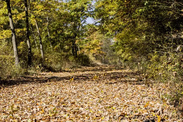 Sonbahar altın parkı manzarası