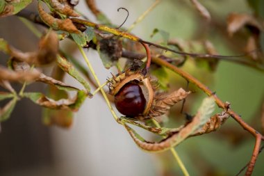 kestane ağacı üzerinde