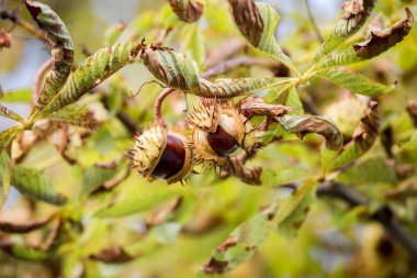 kestane ağacı üzerinde
