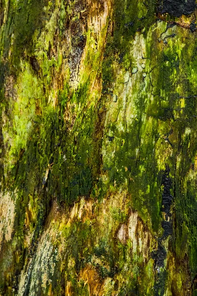 Дерево Текстури Лишайником — стокове фото