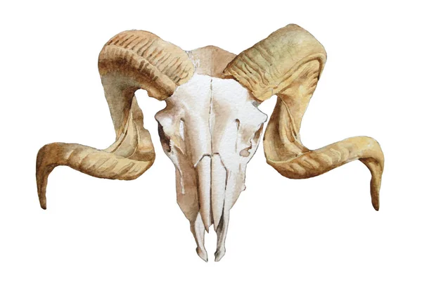 Illustration with goat skull. Watercolor illustration. — Stock Photo, Image