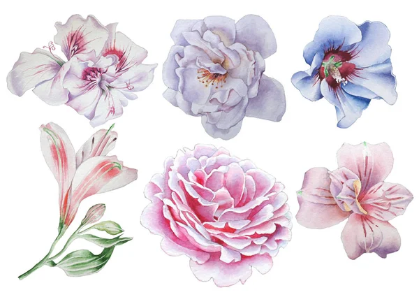 Çiçeklerle ayarlayın. Rose. Alstroemeria. Hibiscus. Suluboya resim.