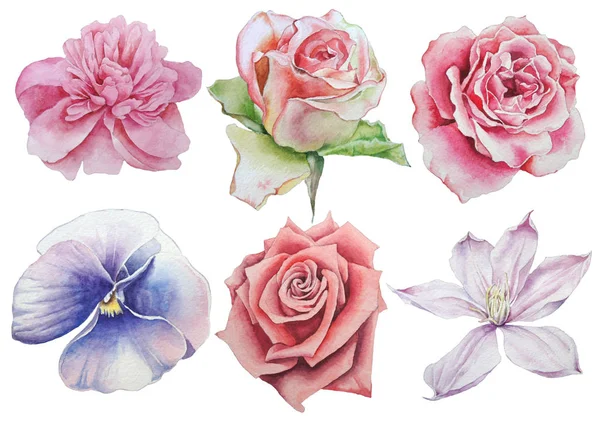 Set with flowers. Rose. Pansies. Watercolor illustration. — Stock Photo, Image