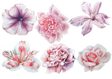 Çiçeklerle ayarlayın. Rose. Alstroemeria. Hercai Menekşe. Şakayık. Akasma. Suluboya resim.