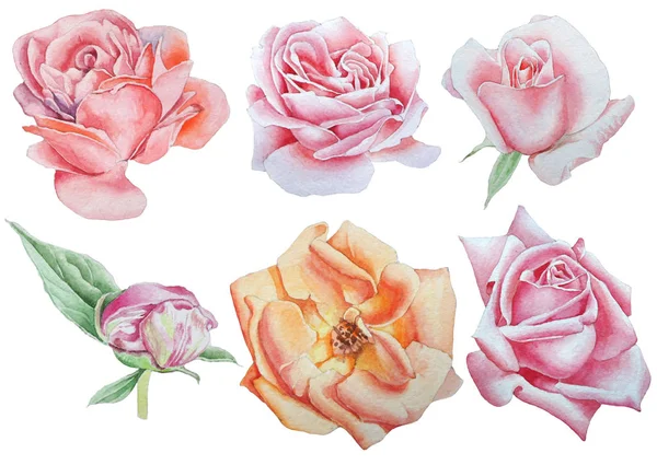 Set con fiori. Rose. Sciocchezze. Peonia. Illustrazione ad acquerello . — Foto Stock