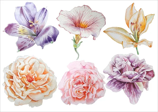 Conjunto com flores. Rose... Alstroemeria. Pansies. Peony. Lilia. Ilustração aquarela . — Fotografia de Stock