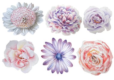 Çiçeklerle ayarlayın. Rose. Şakayık. Suluboya resim.