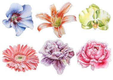 Çiçeklerle ayarlayın. Rose. Orkide. Lily. Şakayık. Gerbera. Suluboya resim.