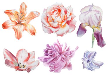 Çiçeklerle ayarlayın. Rose. Iris. Lily. Şakayık. Suluboya resim.