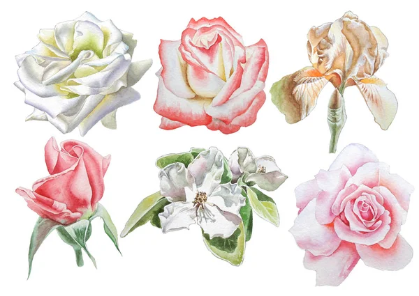 Conjunto com flores. Rose... Íris. Blossom. Ilustração aquarela . — Fotografia de Stock