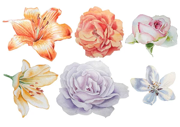 Conjunto com flores. Rose... Lily. Ilustração aquarela . — Fotografia de Stock
