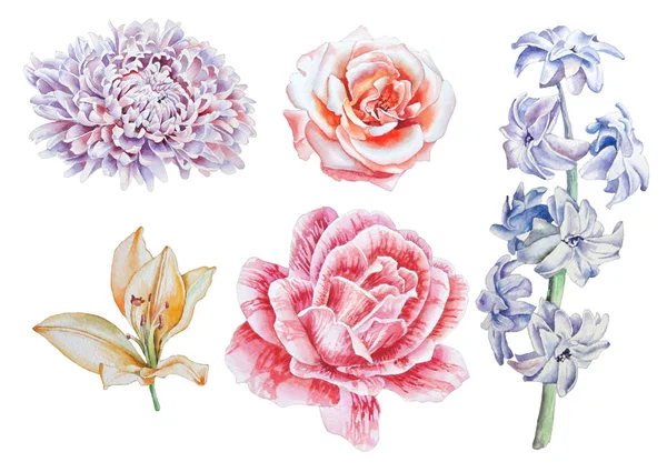 Conjunto com flores. Rose... Lily... Peony. Hiacinto. Ilustração aquarela . — Fotografia de Stock
