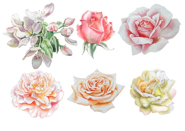 Ensemble avec des fleurs. Rose ! Pivoine. Floraison, Aquarelle illustration . — Photo