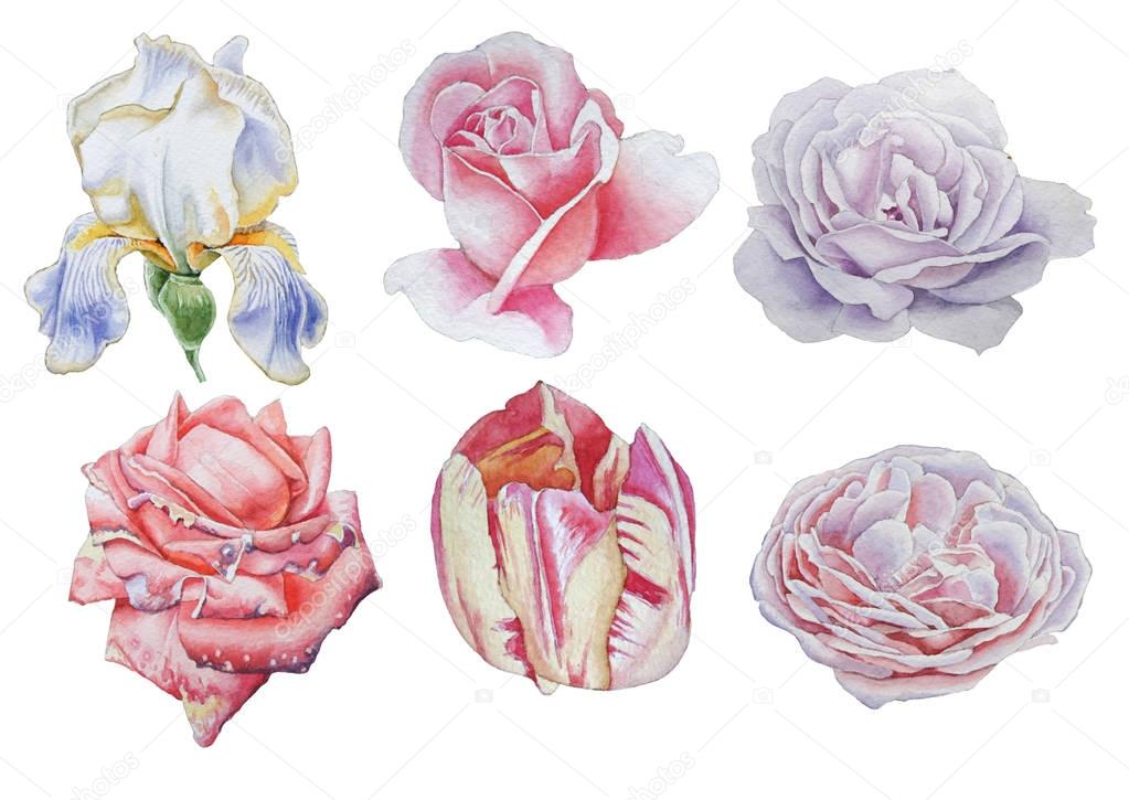 Set with flowers. Rose. Iris. Tulip. Watercolor illustration.
