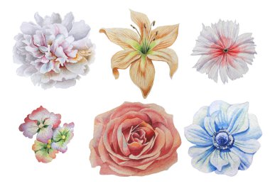 Çiçeklerle ayarlayın. Rose. Alstroemeria. Şakayık. Lily. Anemon çiçeği. Rose. Suluboya resim.