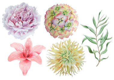 Çiçeklerle ayarlayın. Rose. Şakayık. Lily. Suluboya resim.