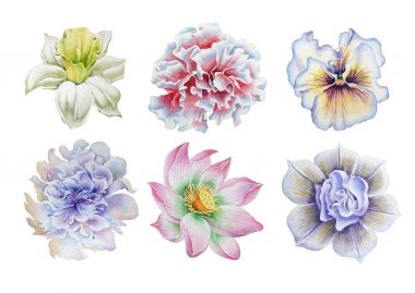 Çiçeklerle ayarlayın. Hercai Menekşe. Nergis. Kadife çiçeği. Şakayık. Lotus. Suluboya resim.