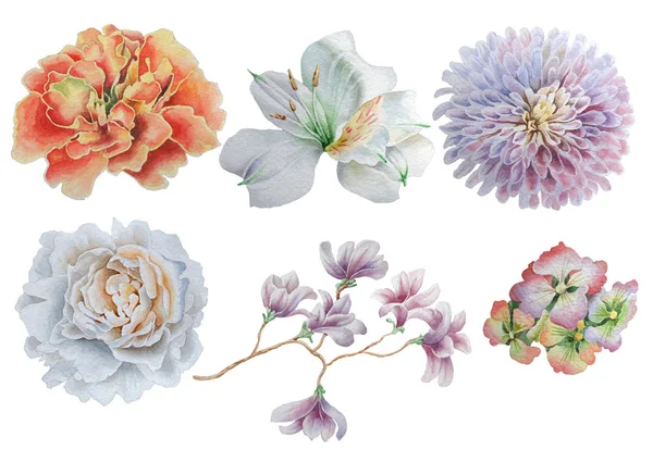 Set con flores. ¡Rose! Peonía. Alstroemeria. Caléndula. Ilustración en acuarela . — Foto de Stock
