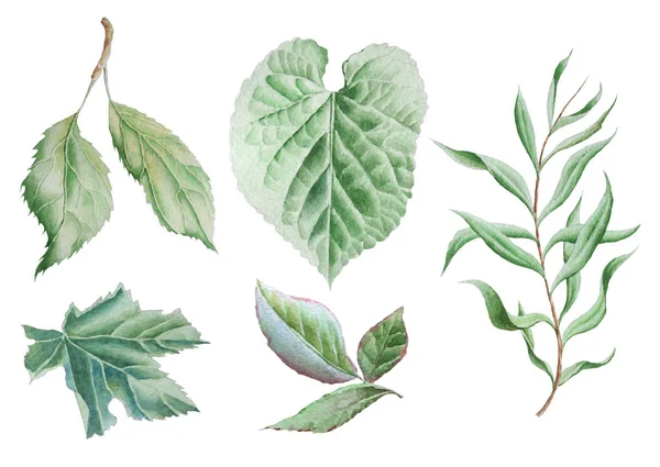 Yaprakları ile ayarlayın. Suluboya resim.