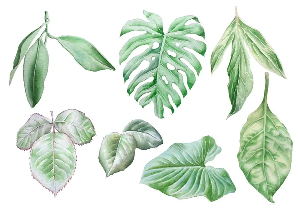 Yaprakları ile ayarlayın. Suluboya resim.