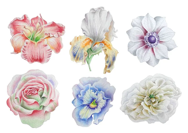 Set met bloemen. Rose. Pioen. Lily. Iris. Anemone. Viooltjes. Aquarel illustratie. — Stockfoto