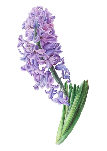 Watercolor flower. Hyacinth. Illustration. — Stock Photo, Image