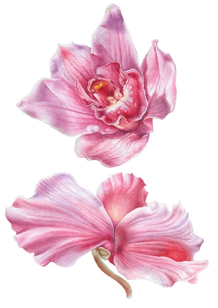 Modèle sans couture avec des fleurs. Rose ! Iris. Alstroemeria. Illustration aquarelle . — Photo