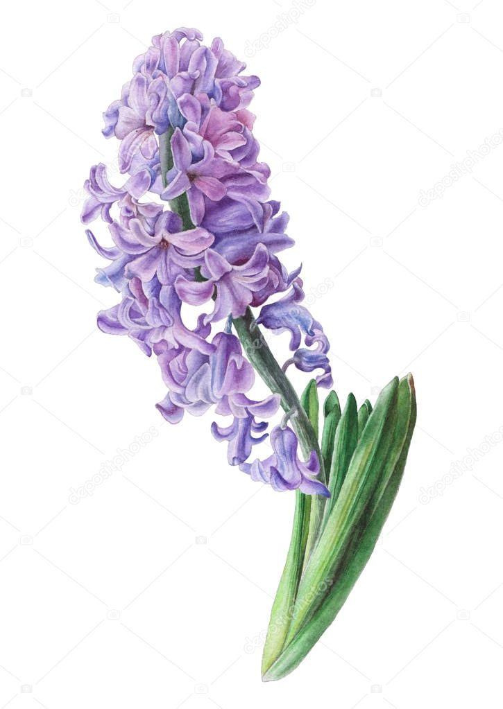 Watercolor flower. Hyacinth. Illustration.