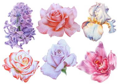Parlak çiçekler ile ayarlayın. Rose. Iris. Leylak. Orkide. Suluboya ben